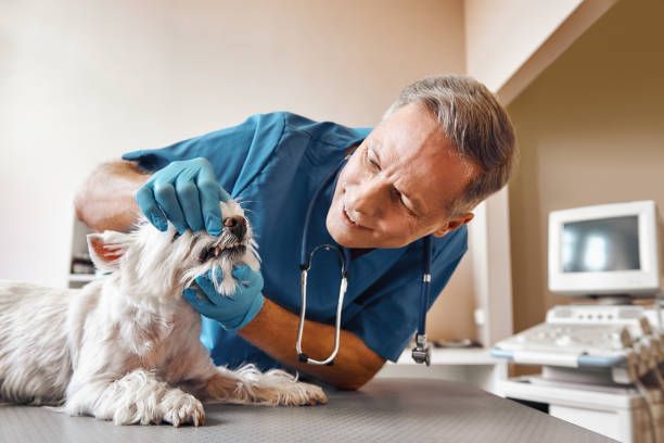  Alhambra, CA Emergency Dentist Pros